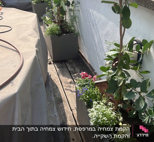 עציצים עם צמחים ופרחים על מרפסת עץ
